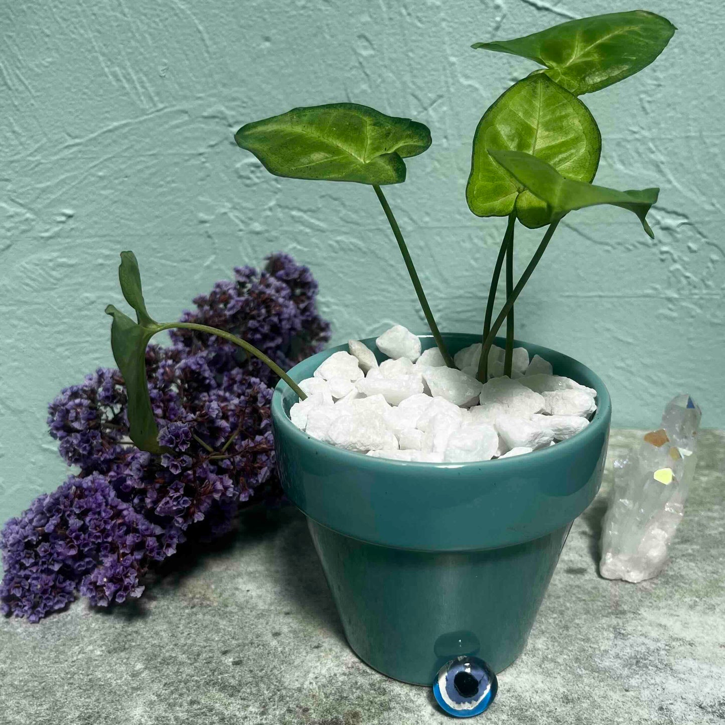 Evil Eye Guardian Syngonium in Teal Mystic Pot