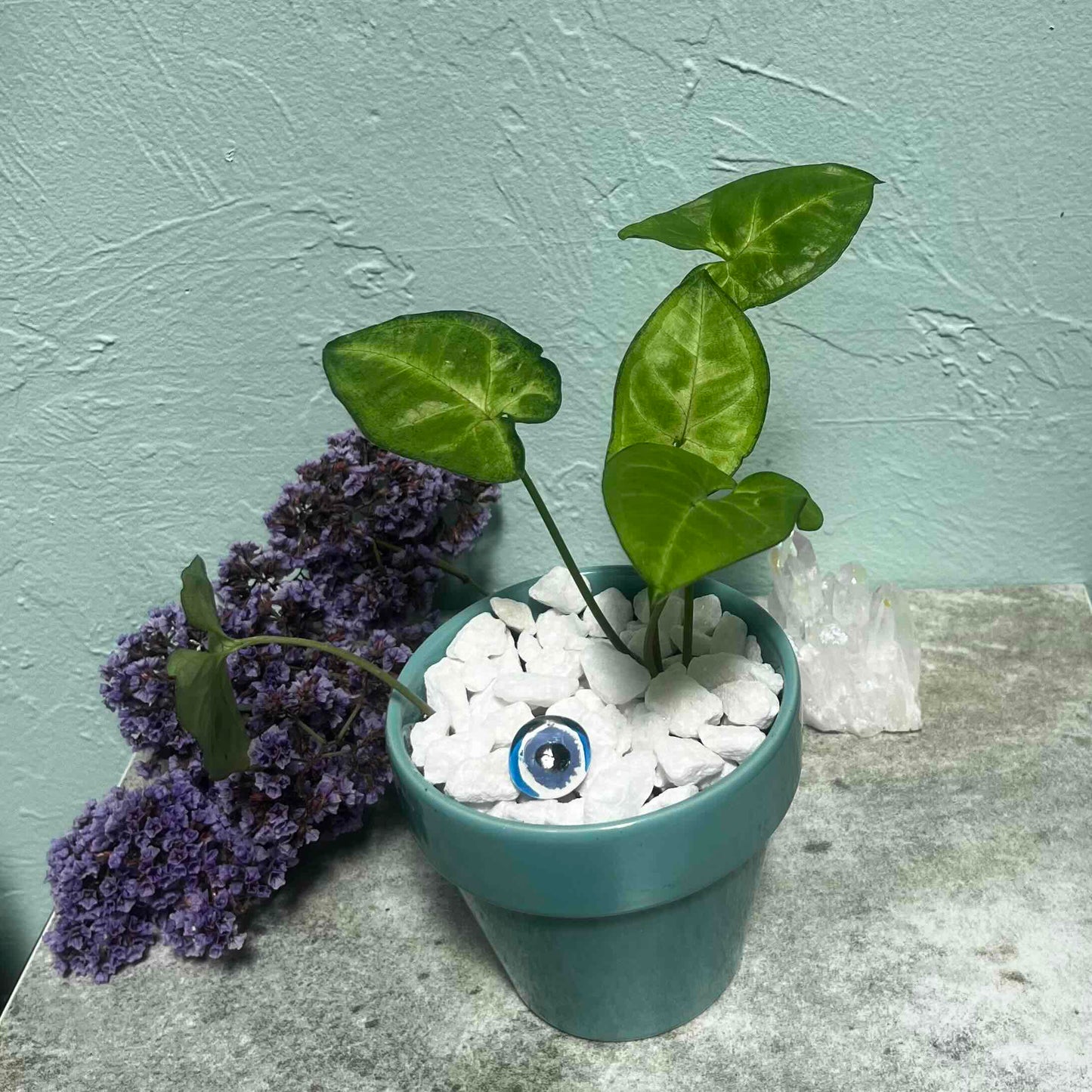 Evil Eye Guardian Syngonium in Teal Mystic Pot