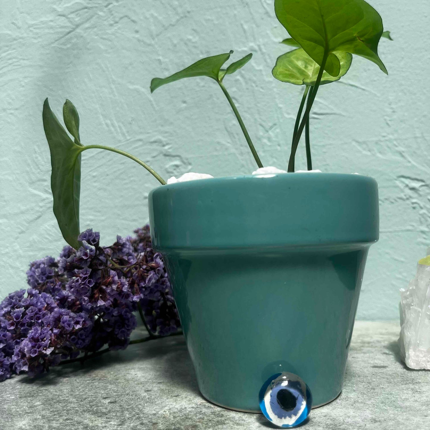 Evil Eye Guardian Syngonium in Teal Mystic Pot