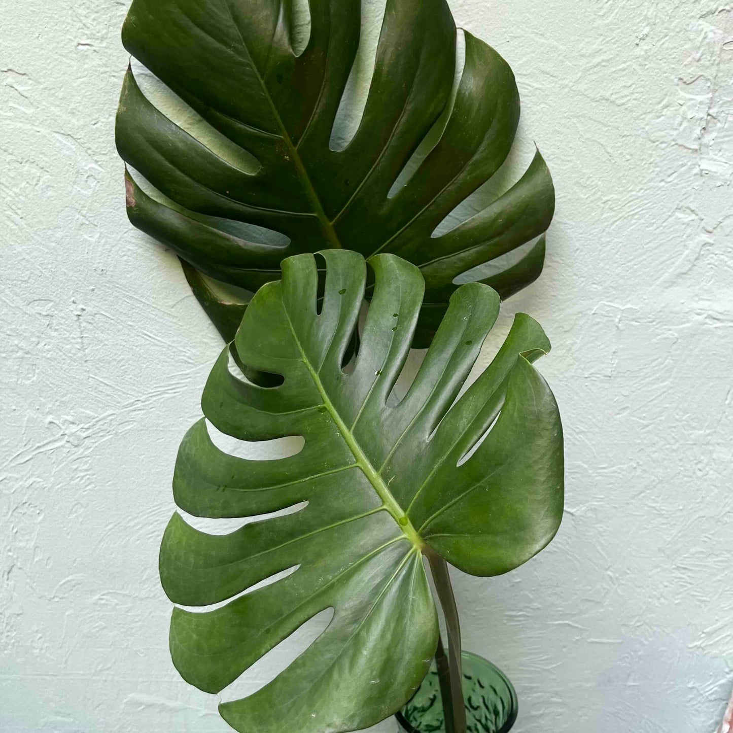 Prosperity's Embrace: Mid-Century Modern E.O. Brody Green Glass Vase & Monstera Deliciosa Charm