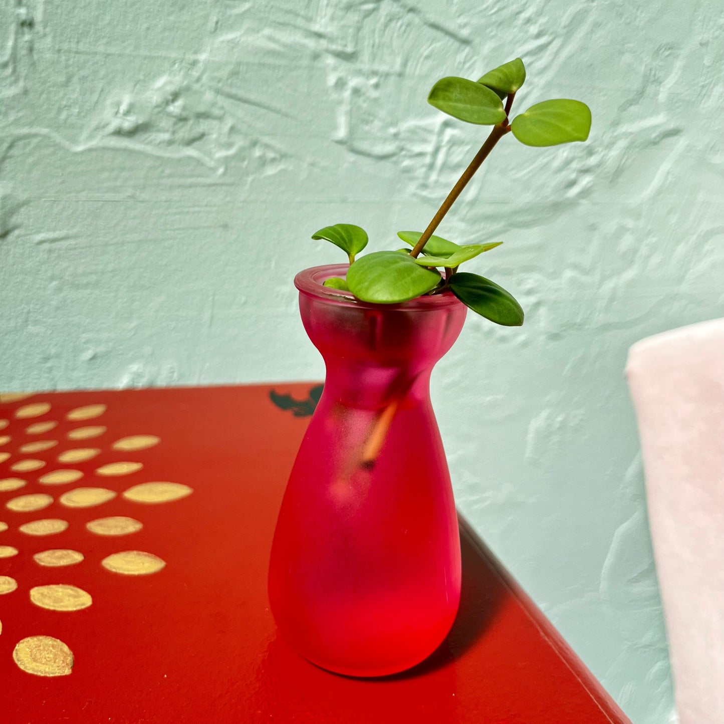 Fall Inspired Plant Propagation Set - Red Glass Sake Bottle & Peperomia Hope Cuttings