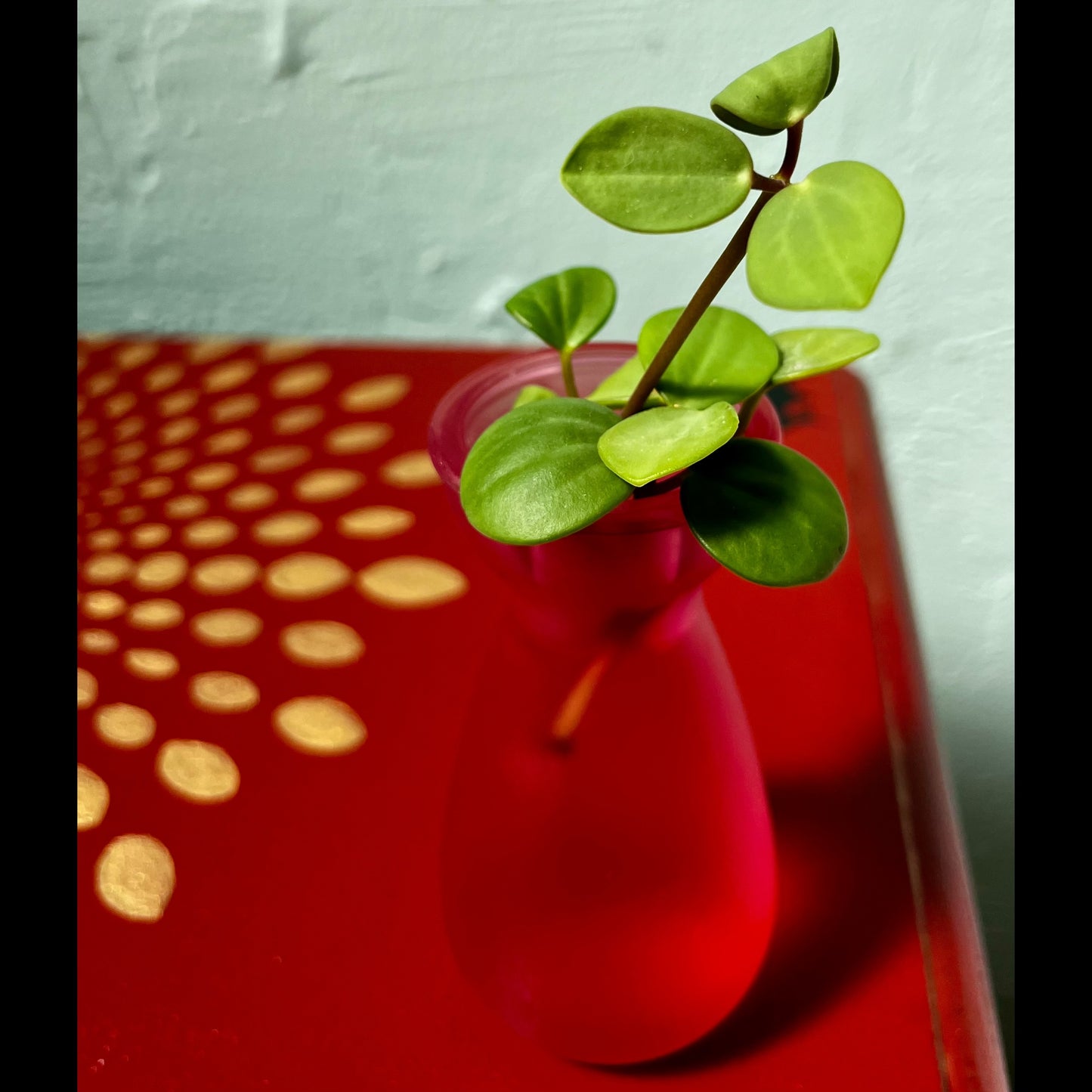 Fall Inspired Plant Propagation Set - Red Glass Sake Bottle & Peperomia Hope Cuttings