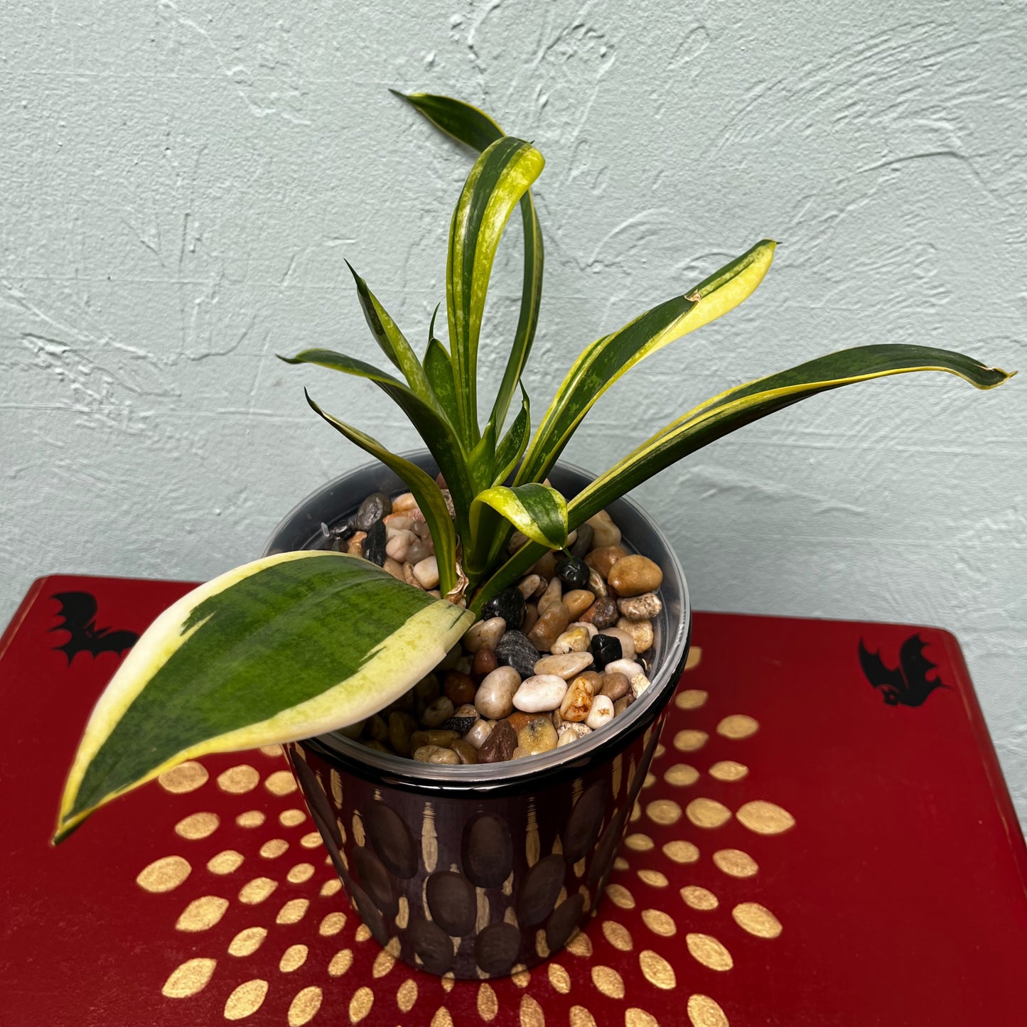 Gothic Enchantment Snake Plant: Elegant Black Ceramic Pot with Frosted Glass Details