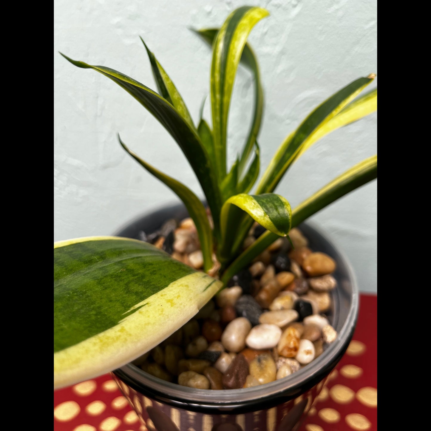 Gothic Enchantment Snake Plant: Elegant Black Ceramic Pot with Frosted Glass Details