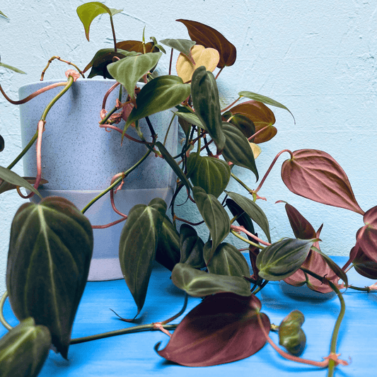 Sky Blue Philodendron Micans Magick