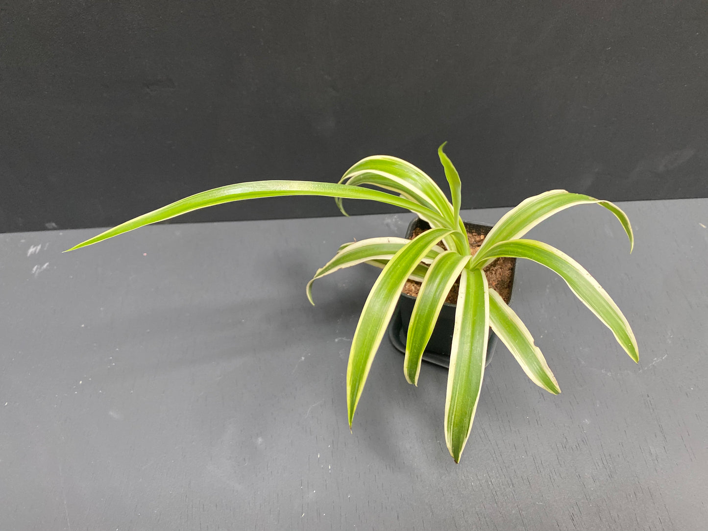 Spider Plant in Small Black Pot with Saucer